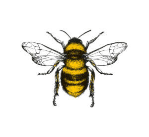 Schwänzeltanz - Zeichnung einer Biene