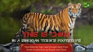 Sibirischen Tigers -Dokumentation