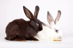 Tiergeneration - schwarzes und weißes Kaninchen