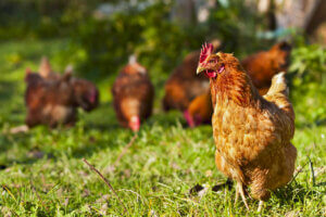 genetische Selektion - Hühner im Freien