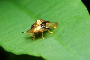 goldener Schildkrötenkäfer - auf einem Blatt