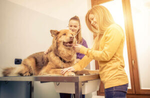 Atembeschwerden bei Hunden - Hund beim Tierarzt