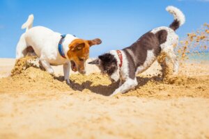 Futter vergraben - zwei Hunde buddeln im Sand