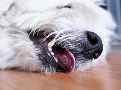 Muskelkrämpfe bei Hunden - Krampfanfall