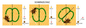 Schwänzeltanz der Bienen - schematische Darstellung