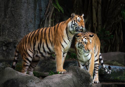 Sibirischen Tigers - zwei Tiger