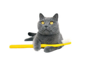 Zähne deiner Katze - Katze mit einer Zahnbürste