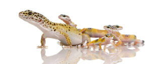genetische Selektion - Geckos