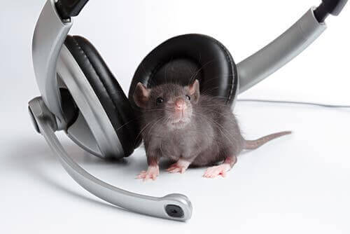 Musik - Ratte mit Kopfhörern