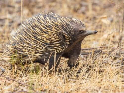 Ameisenfressende Tiere: Ameisenigel