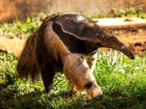 Ameisenfressende Tiere: Es gibt mehr als du denkst!