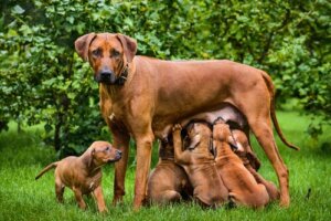Das Stillen bei Hunden: Wichtige Fakten und Tipps