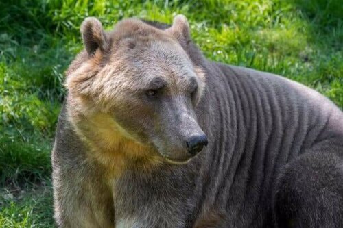Der Grolar-Bär: Ein kurioser Hybrid der Natur
