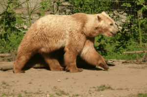 Grolar-Bären sind sehr energiegeladene Tiere