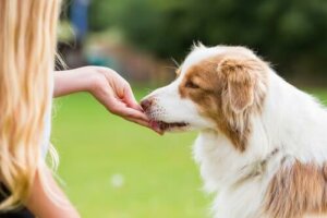 Hunde belohnen: Die Bedeutung von Leckereien und Liebkosungen nach dem Spaziergang