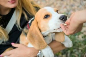 Reizmagen bei Hunden - Die Ernährung ist ausschlaggebend