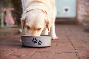 Nutze die Ernährung deines Hundes, um seine empfindlichen Magen zu behandeln