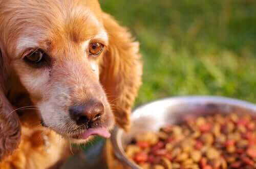 Reizmagen bei Hunden - Ernährungstipps