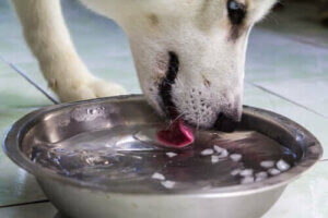 Trockene Nase beim Hund: Ein Flüssigkeitsmangel könnte die Ursache sein