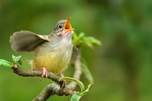 Vogelstimmen: Wie du Vögel an ihrem Gesang erkennst