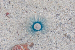 Der Stich einer blauen Knopfqualle ist für den Menschen nicht übermäßig schädlich