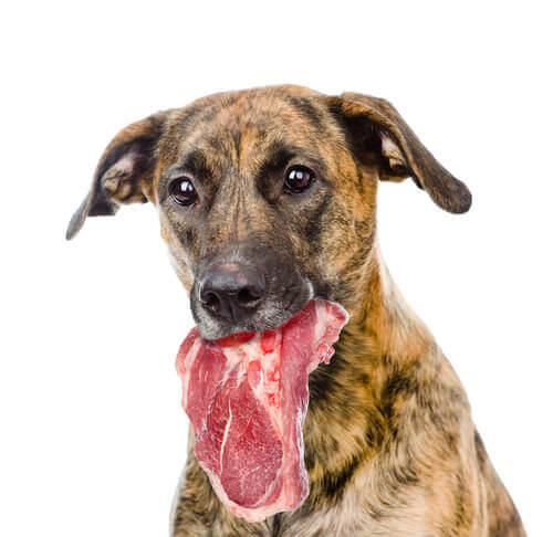 Fleischfresser Hund mit Kotlett