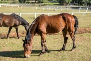 Englische Forschungen legen nahe, das die chronische Müdigkeit bei Pferden vorkommen kann