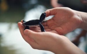 Gerettete Wildtiere in Auffangstationen: Überlebenschancen und Prägung