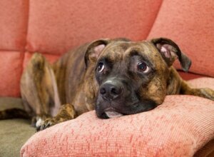 Hund mit Angst vor anderen Hunden: Was kann man tun?