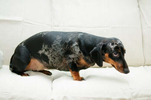 Hund mit Angst