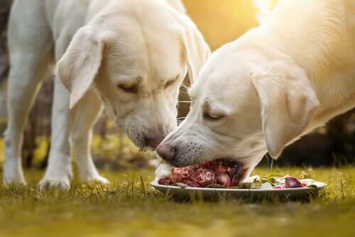 Hunde beim Fressen