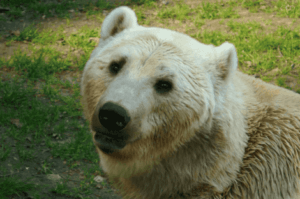 Der Grolar-Bär ist ein Hybrid aus Eisbär und Grizzlybär