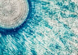 Die blaue Knopfqualle ist trotz ihres Namens keine Qualle