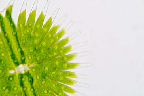 Phytoplankton für Hunde: Ein neues Superfood?