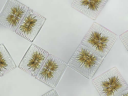 Phytoplankton für Hunde