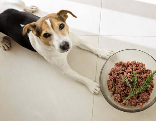 Sind Hunde Fleischfresser? Alles Wissenswerte!