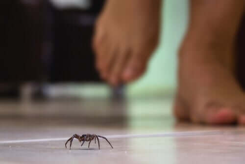 Spinnengift und ihre Wirkung