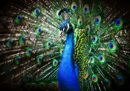 Stolzer Pfau