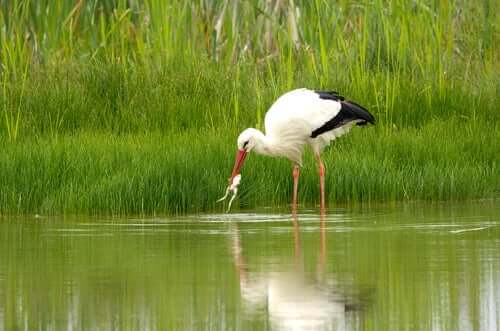 Storch fängt Frosch