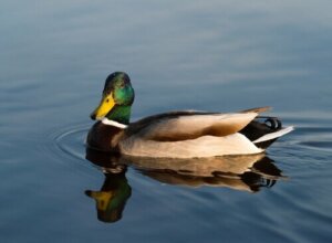 Alles Wissenswerte über Enten und ihre Verwandten