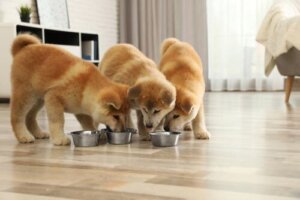 Multivitamine für Welpen: Was du wissen solltest