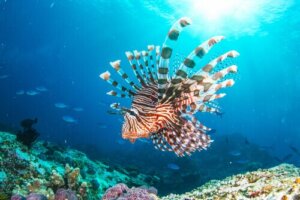 Die Rotfeuerfisch-Invasion: Der neue Bewohner des Mittelmeers