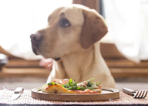 Vegane Ernährung für Hunde: Ist das gesund?