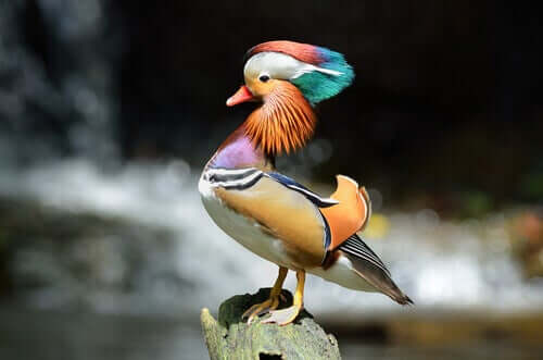 Enten - Mandarinente