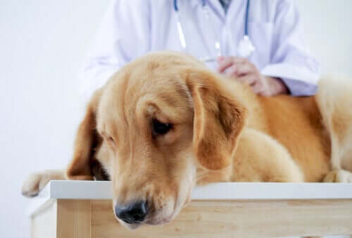 Wenn der Hund Gift gefressen hat - beim Tierarzt