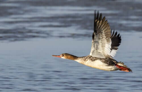 Enten - Gänsesäger über Wasser