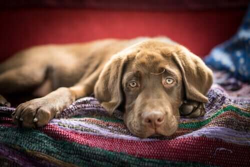 Wenn der Hund Gift gefressen hat - kranker Hund