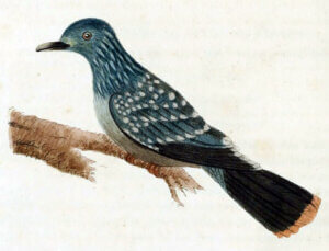 Liverpool-Taube - Zeichnung