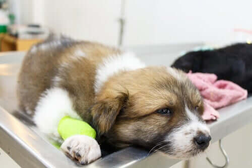 Ursachen von Krämpfen bei Hunden - Hund beim Tierarzt