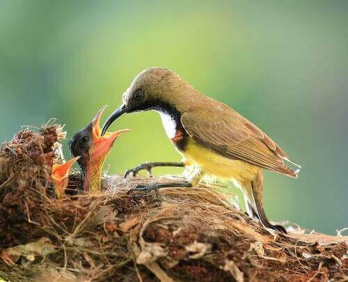Elterliche Fürsorge - Vögel im Nest
